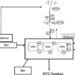 Parkinsonian-tremor-model