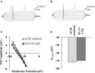 fncel-07-00016