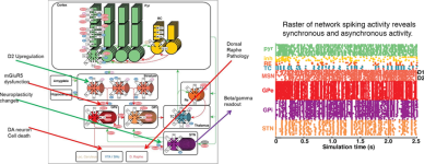 left-The-model-framework-for-basal-ganglion-cortex-and-thalamus-Two-types-of-medium (1)